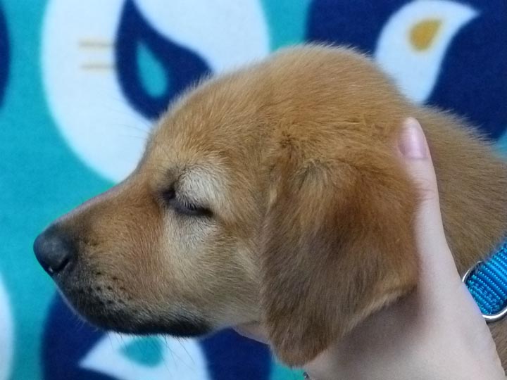 chinook puppy